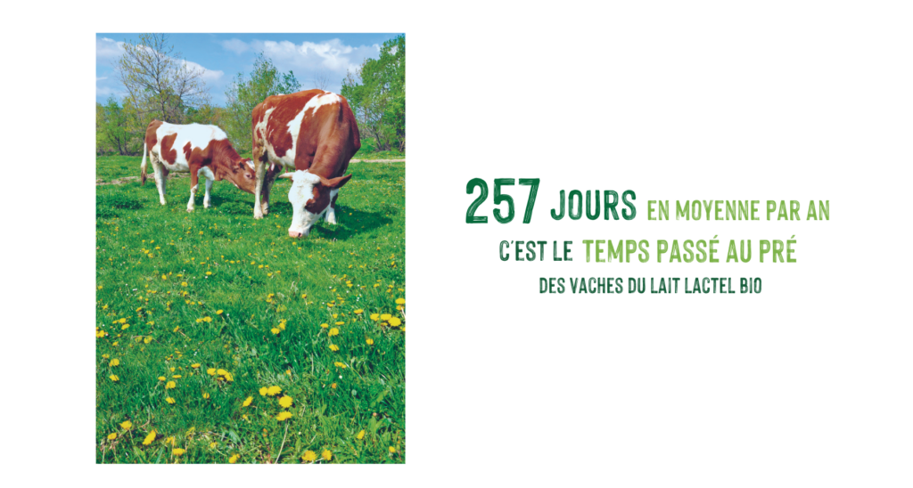 257 jours en moyenne par an c'est le temps passé au pré des vaches du lait Lactel Bio
