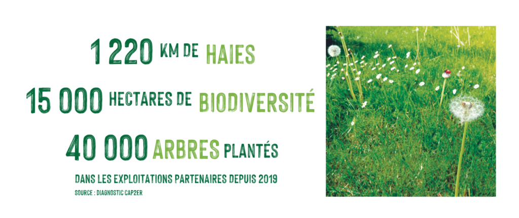 1220 km de haies 15 000 hectares de biodiversité 40 000 arbres plantés dans les exploitations partenaires depuis 2019 Source : diagnostic cap2er
